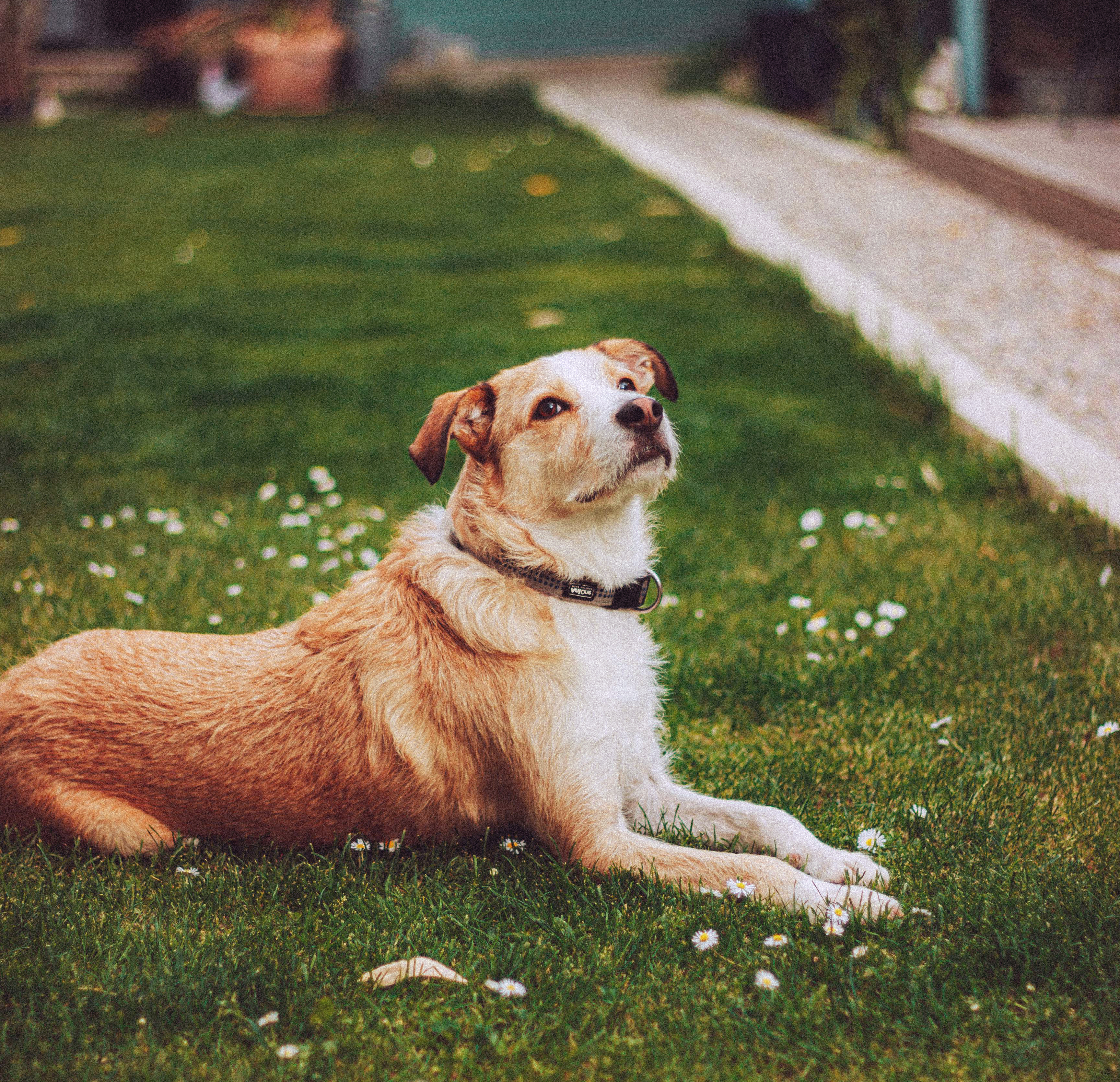 Relaxed dog resting comfortably at home
