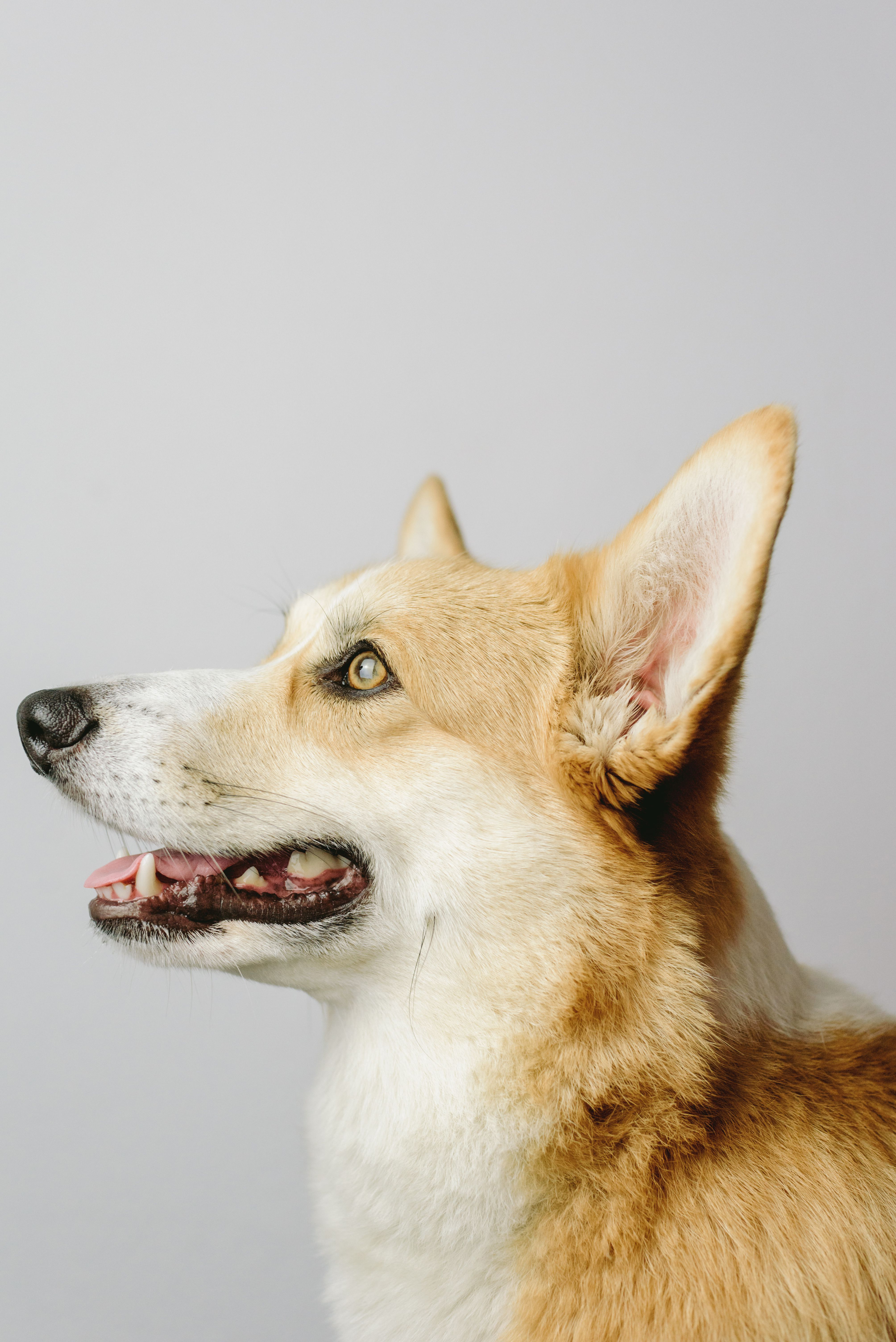 Corgi looking up happily