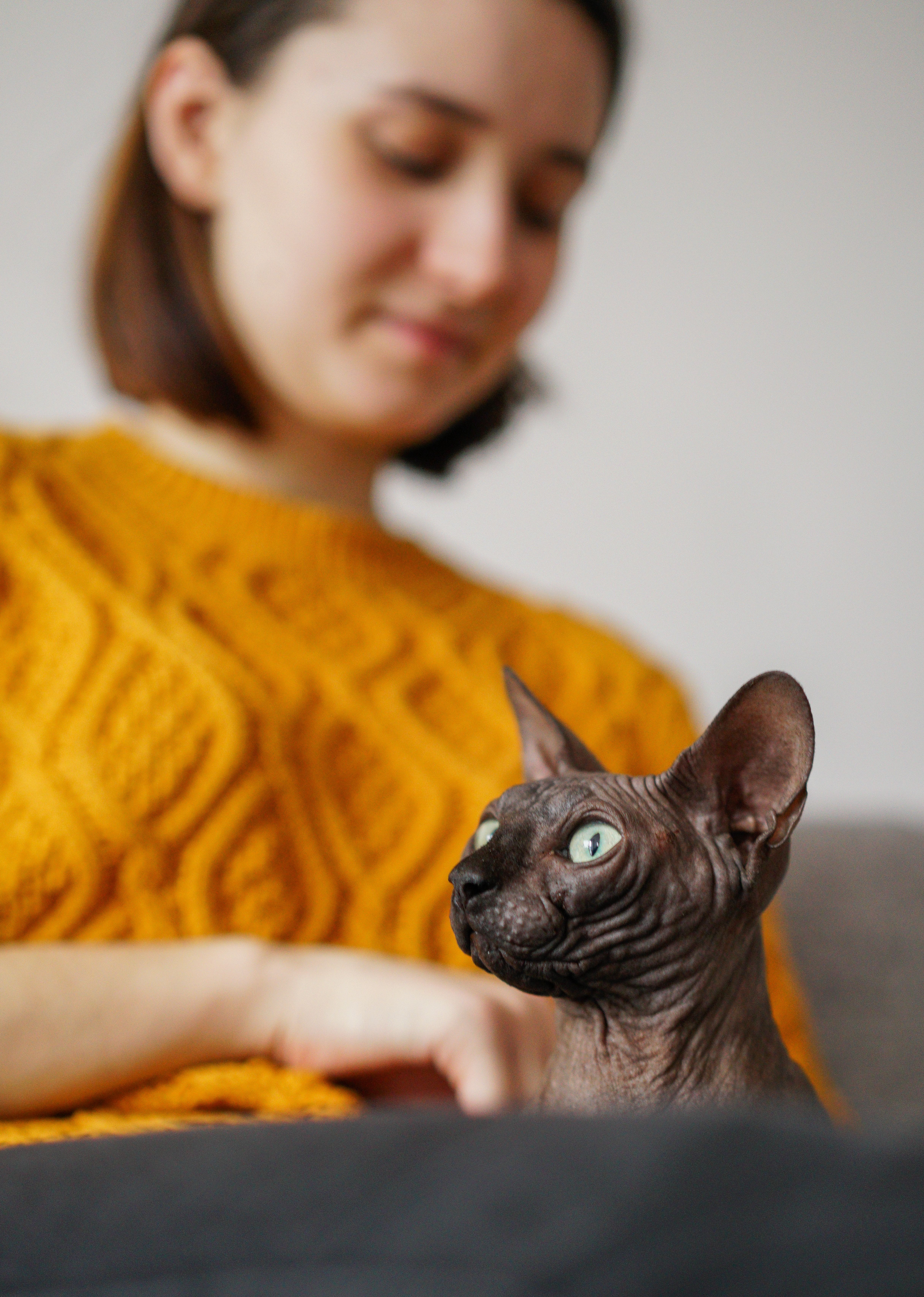 Hairless cat cuddling with her owner